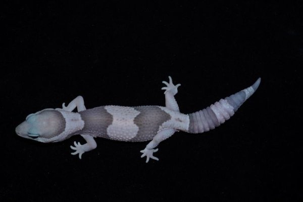 画像2: ニシアフリカトカゲモドキ　ゴーストオレオ (2)