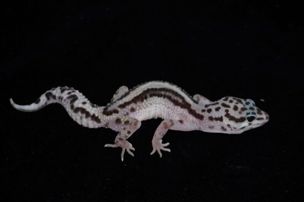 画像3: ヒョウモントカゲモドキ　スノーボールドストライプ　A個体 (3)