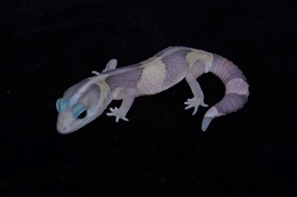 画像2: ニシアフリカトカゲモドキ　ゴースト　♂　完売しました (2)