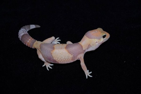 画像2: ニシアフリカトカゲモドキ　アルビノ (2)