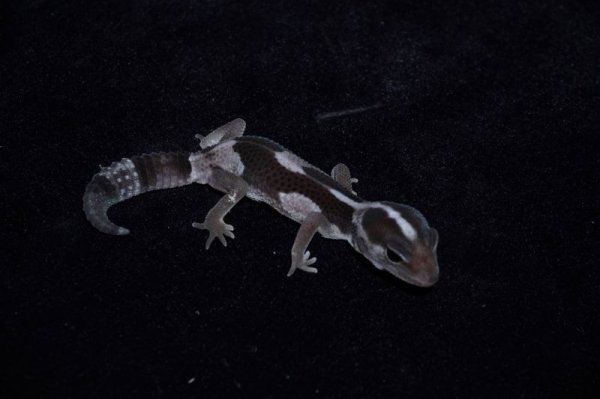 画像2: ニシアフリカトカゲモドキ　オレオゼロ (2)