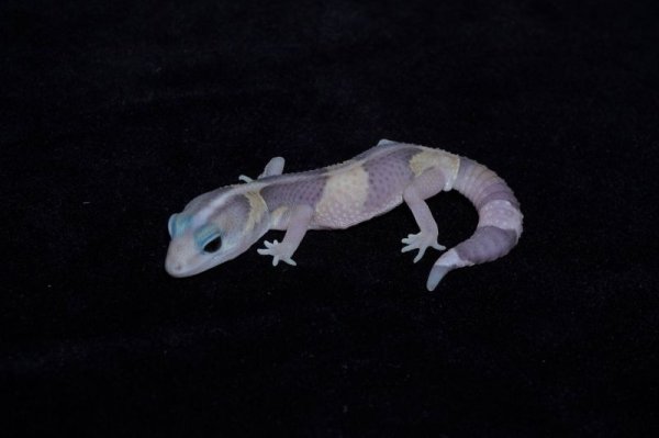 画像4: ニシアフリカトカゲモドキ　ゴースト　♂　完売しました (4)