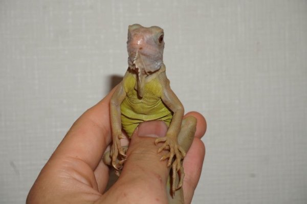 画像3: イグアナ　アルビノハイポレッドトランス　ルビーアイ　完売しました (3)