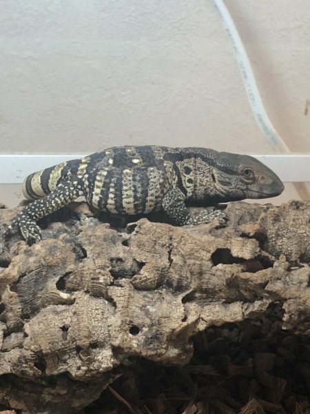 画像8: ケープバンディット　スーパーショートボディ完売しました (8)