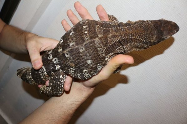 画像3: ケープバンディット　スーパーショートボディ完売しました (3)