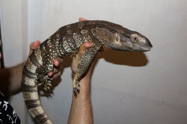 画像2: ケープバンディット　スーパーショートボディ完売しました (2)