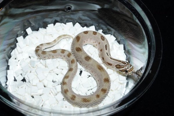 画像3: セイブシシバナヘビ　アークティックコンダ (3)