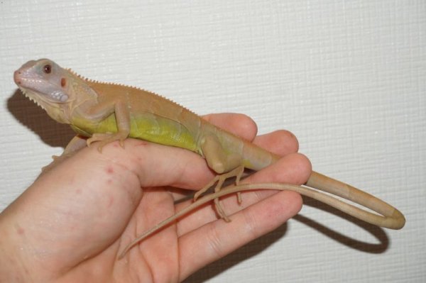 画像5: イグアナ　アルビノハイポレッドトランス　ルビーアイ　完売しました (5)