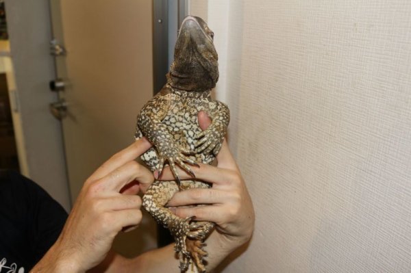 画像6: ケープバンディット　スーパーショートボディ完売しました (6)