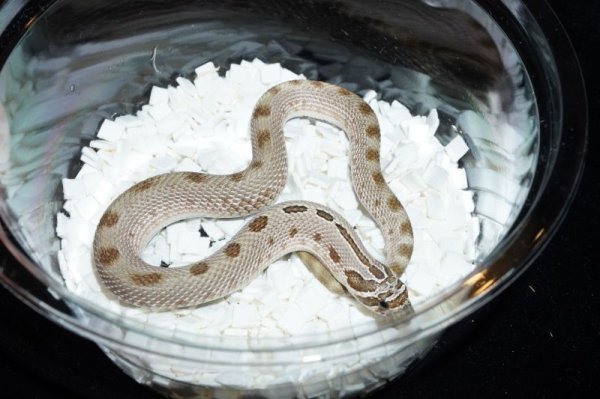 画像2: セイブシシバナヘビ　アークティックコンダ (2)