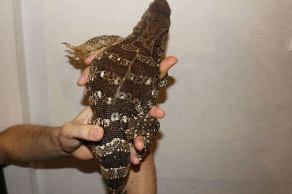 画像4: ケープバンディット　スーパーショートボディ完売しました (4)