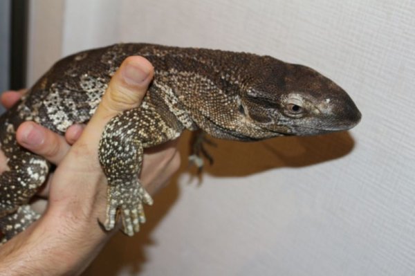 画像5: ケープバンディット　スーパーショートボディ完売しました (5)