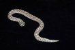 画像1: セイブシシバナヘビ　アークティック　♀ (1)