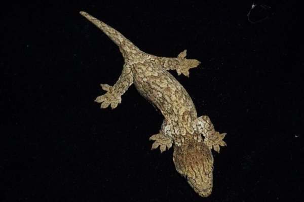 画像2: ジャイアントゲッコー　Mtコーギス　A個体　完売しました (2)