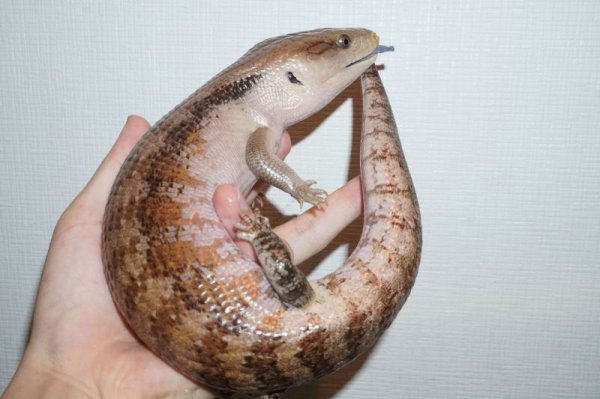画像4: キタアオジタトカゲ　キャラメル　完売しました (4)