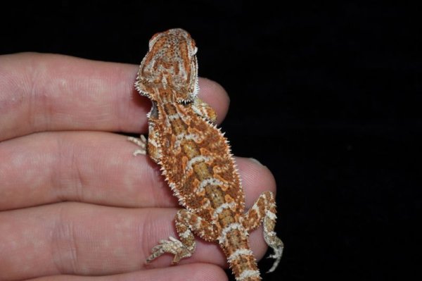 画像2: フトアゴヒゲトカゲ　スーパーレッドハイポ　E個体　完売しました (2)