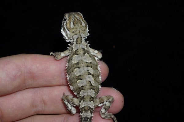 画像3: ローソンアゴヒゲトカゲ　ノーマル　完売しました (3)