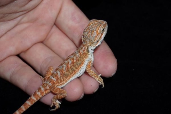 画像4: スーパーレッドハイポ　B個体　完売しました (4)