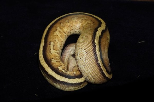 画像2: ボールパイソン　スーパーストライプhetパイボール　♂ (2)