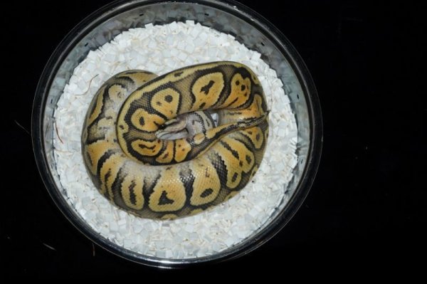 画像2: ボールパイソン　スーパーパステル　♀ (2)