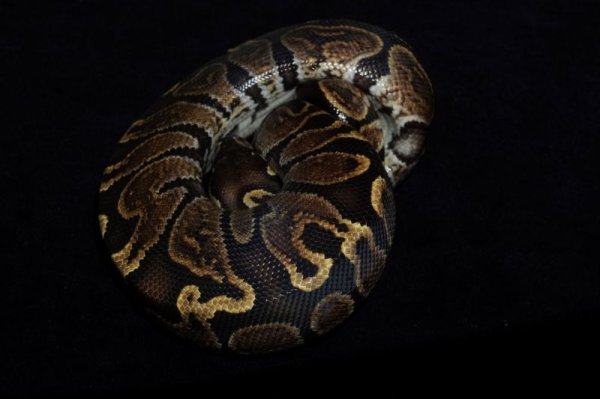 画像3: ボールパイソン　GHI　♂完売しました (3)