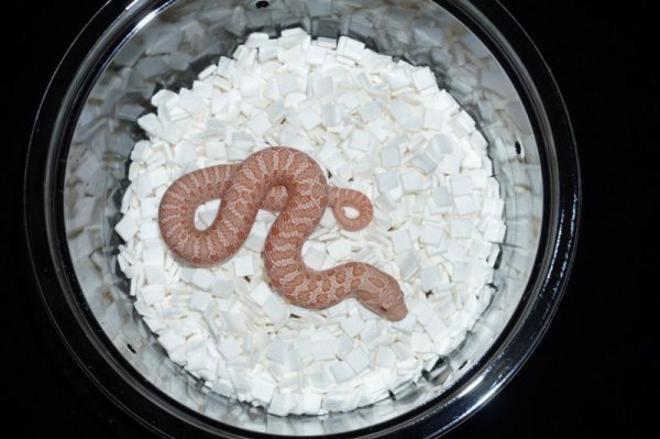 画像2: セイブシシバナヘビ　ピンクパステルアルビノ　♂　完売しました (2)