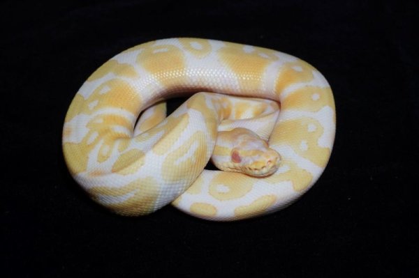 画像2: ボールパイソン　アルビノ66％hetパイボール　♂ (2)