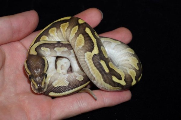 画像2: レッサーhetパイボール　♀ (2)