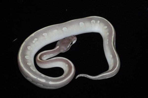 画像2: ファントムモハベpossイエローベリー　♂ (2)