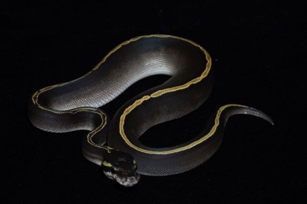 画像2: ブラックヘッドGHIモハベ　♀ (2)