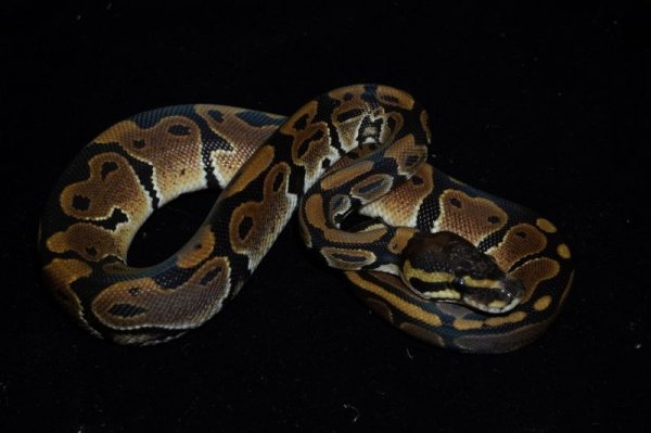 画像2: Double het アルビノパイボール　♂ (2)