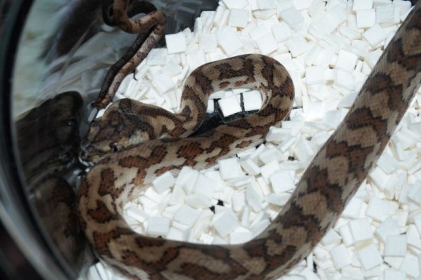 画像2: キャラメルdhetアザングラニット　♂ (2)