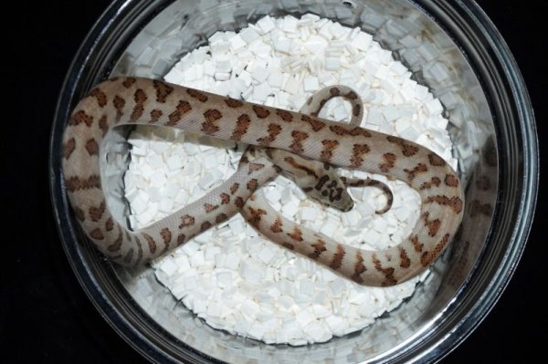 画像1: キャラメルジャガーdhetアザングラニット　♀　完売しました (1)