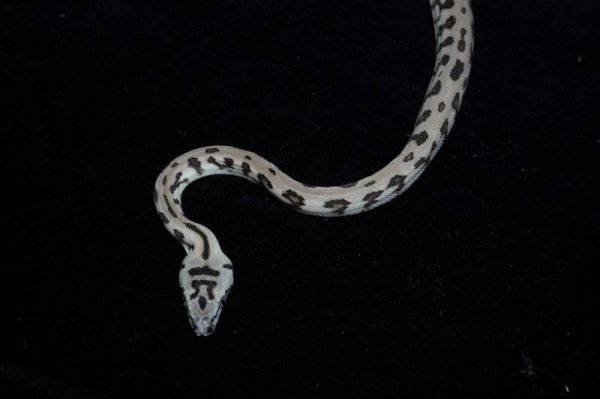 画像2: アザンジャガーhetグラニット　♀　完売しました (2)