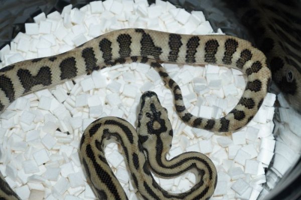 画像2: ダイヤモンドジャングルジャガー　(ハイイエローライン)　♀　完売しました (2)