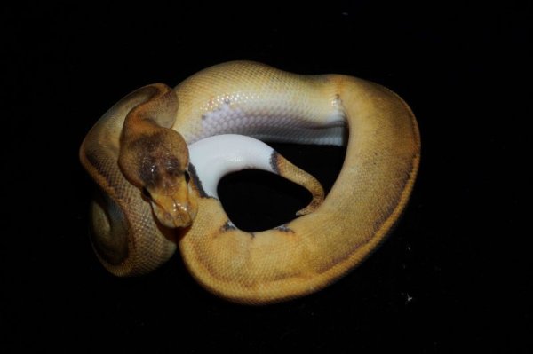 画像2: シャンパンリンガーhetパイボール　♀ (2)