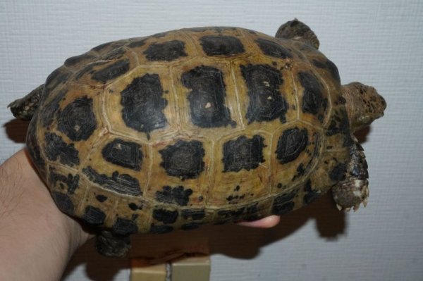 画像3: セレベスリクガメ　♀　C個体　完売しました (3)