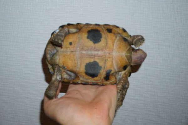 画像4: セレベスリクガメ　♀　D個体　完売しました (4)