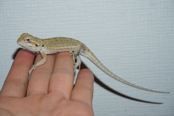 画像2: レザーハイポレッド　I個体　完売しました (2)