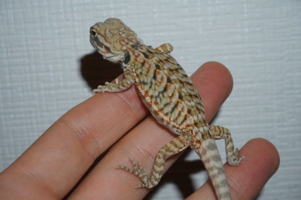 画像3: レザーハイポレッド G個体 完売しました (3)