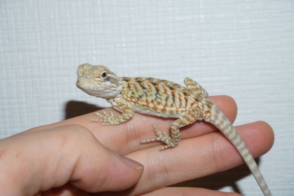 画像2: レザーハイポレッド G個体 完売しました (2)