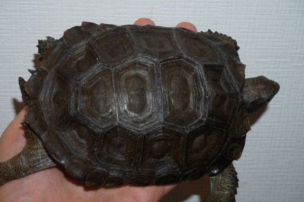 画像3: ビルマムツアシガメ　B個体 (3)