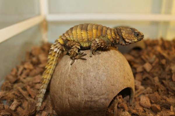 画像3: アルマジロトカゲ　完売しました (3)