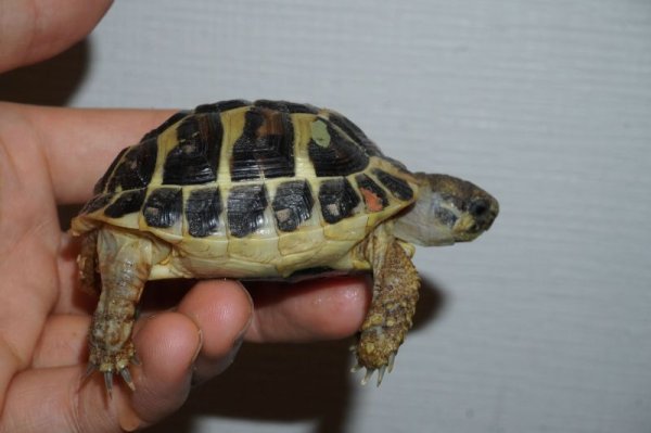 画像2: ニシヘルマンリクガメ　サルデーニャ産　B個体 (2)