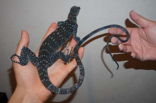 画像2: コバルトツリーモニター　A個体　完売しました (2)