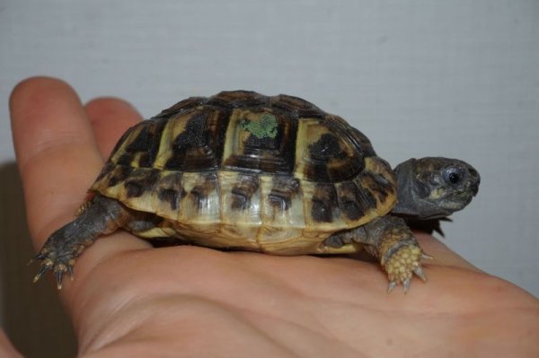 画像2: ニシヘルマンリクガメ　E個体 (2)