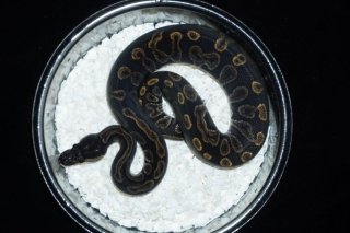 メル蛇 パラダイストビヘビ - Wikipedia