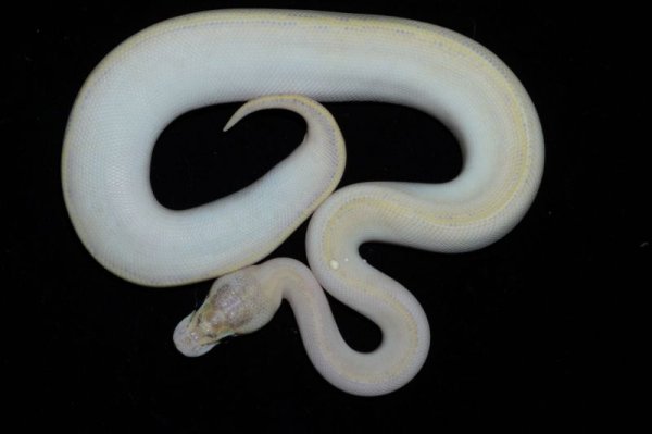 画像3: アイボリー　♀ (3)