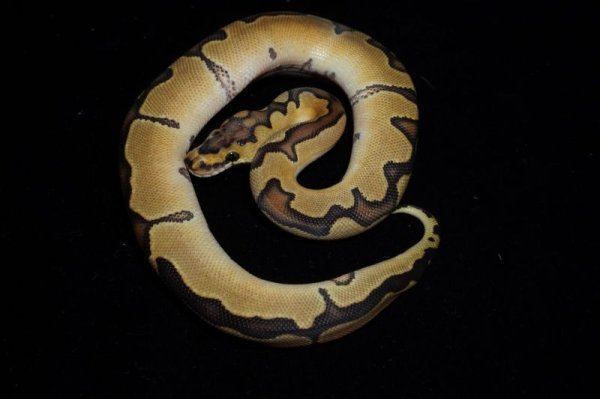 画像2: エンチブレードクラウン　♂ (2)