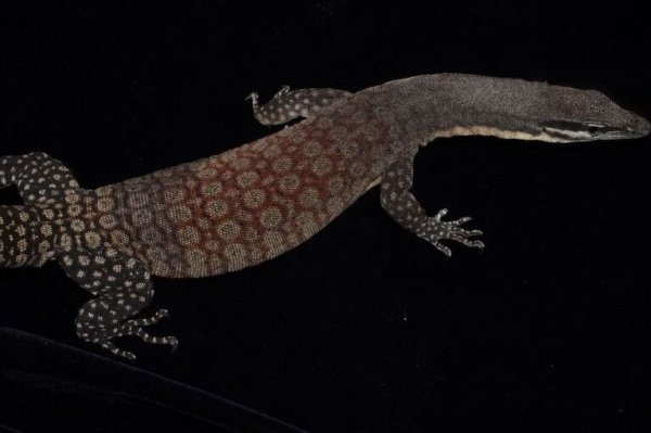 画像5: キンバリーロックモニター　ペア　完売しました (5)